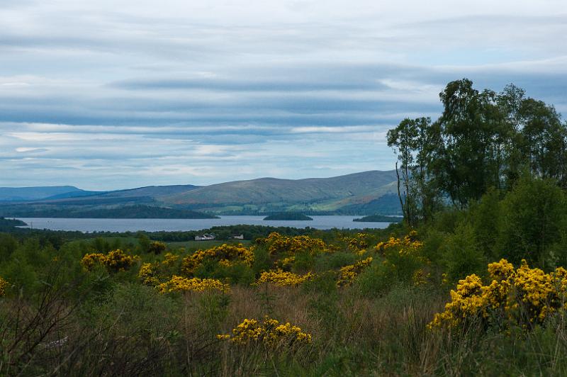 160526_1039_A00858_WHW_hd.jpg - Am West Highland Way zwischen Drymen und Conic Hill: Der erste Blick auf Loch Lomond - über blühenden Ginster